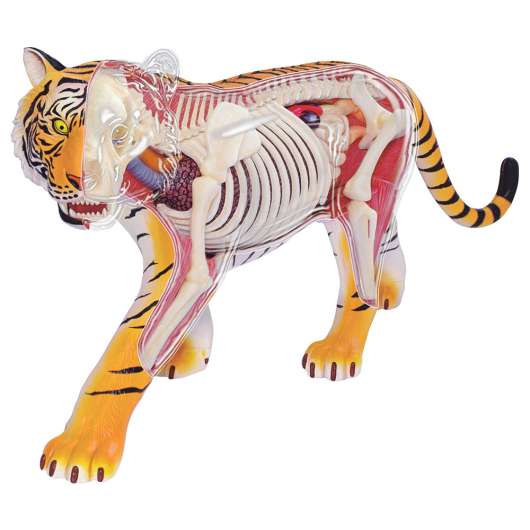 Anatomi Tiger Leksak
