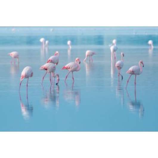 Flamingos glastavla - 120x80 cm