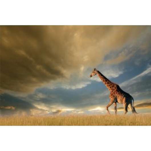 Giraffe glastavla - 120x80 cm