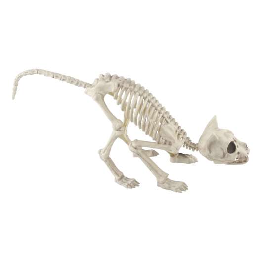 Skelett Katt - 50,8 cm